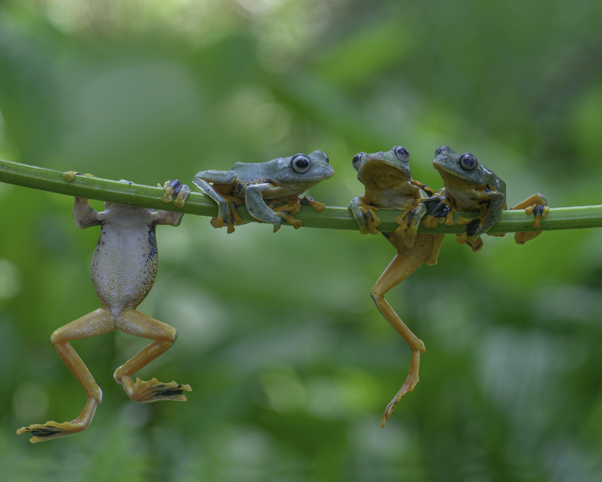 Four Tree Frogs Flying Frog Hang on a Branch